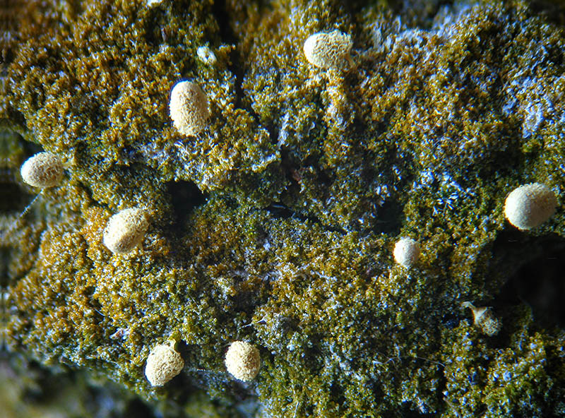 Arcyria (pomiformis ?)